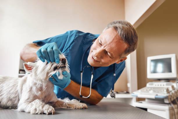 Best 24-Hour Emergency Dental Care in Guernsey, WY